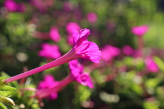 白粉花「オシロイバナ」