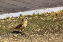 何思うジョウ