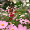 頑張って