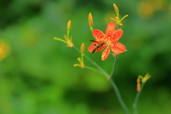 蜜ありますか