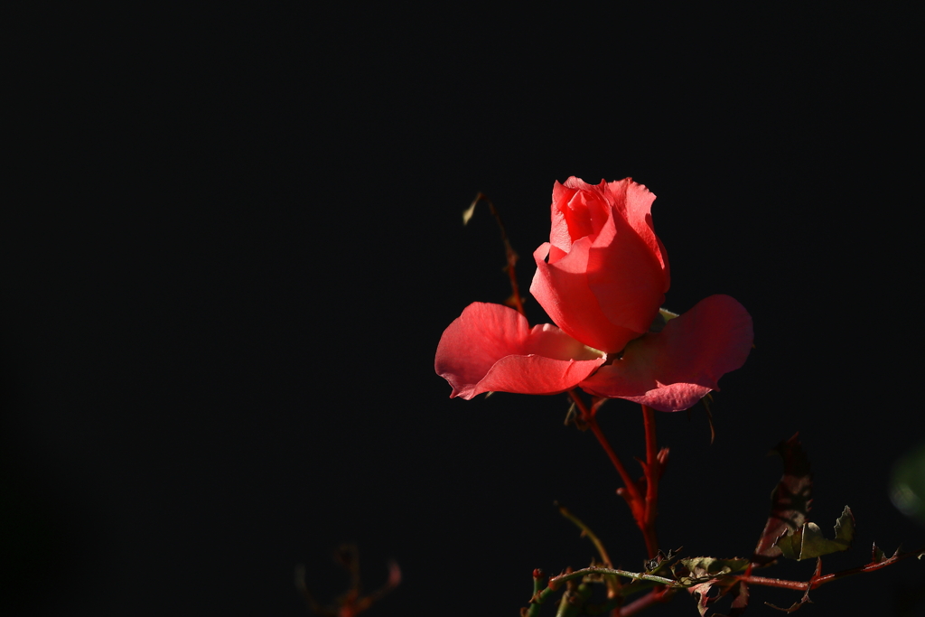 蕾
