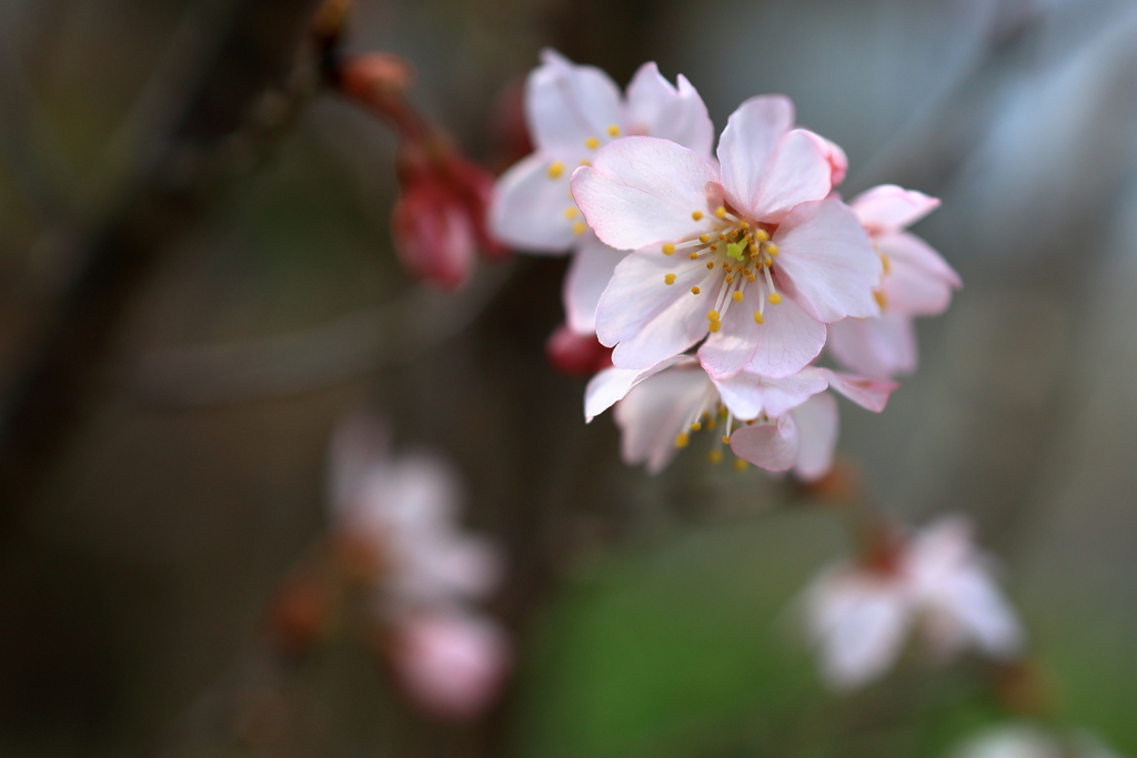 彼岸桜