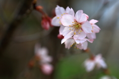 彼岸桜