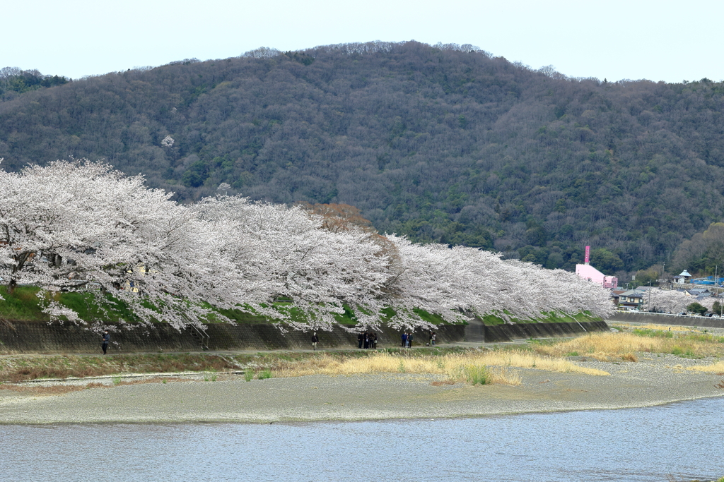 小田川桜並木