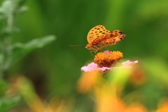 ヒョウモンチョウ