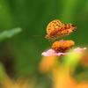 ヒョウモンチョウ