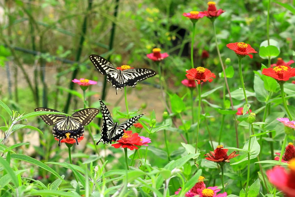 蝶の花園