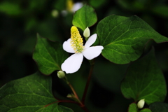 日陰の花