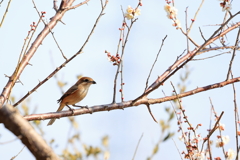 春ですね～♬