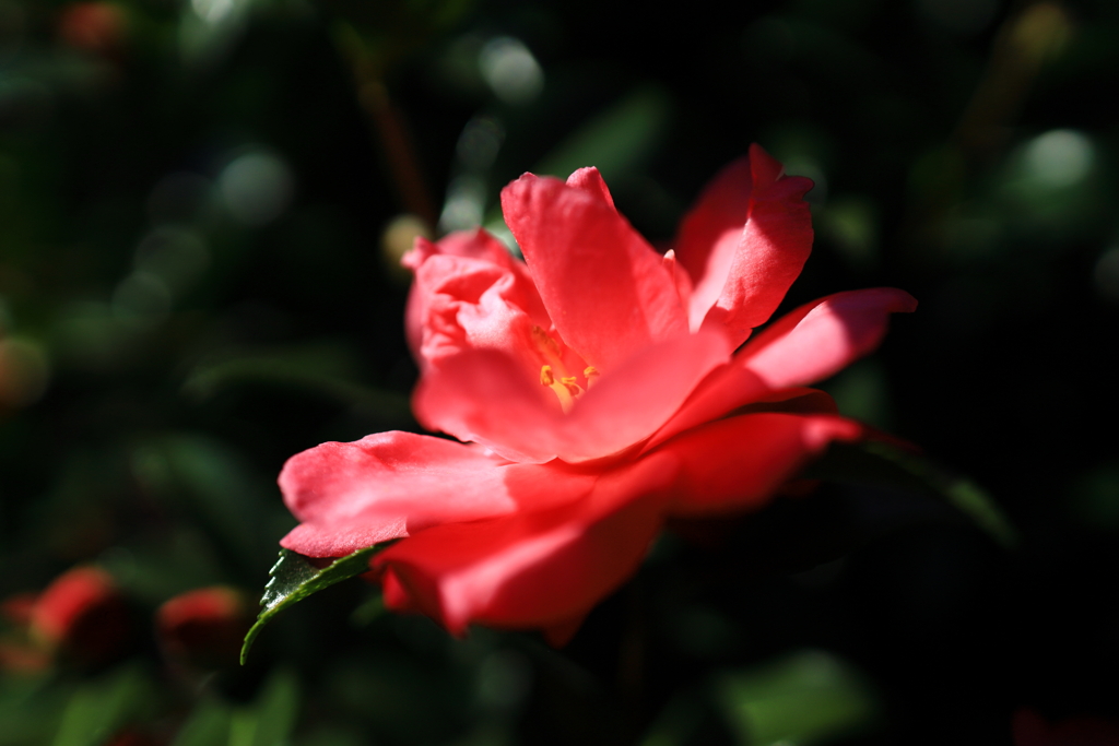 山茶花