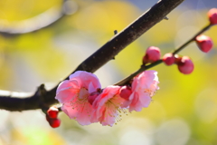 春の日差し