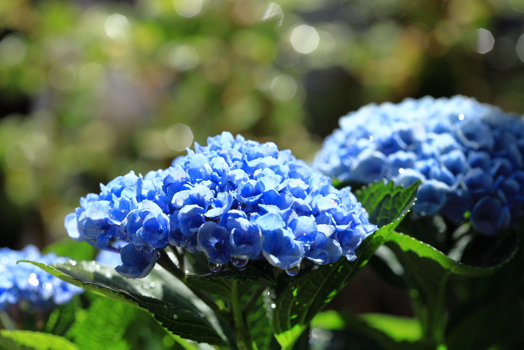 紫陽花