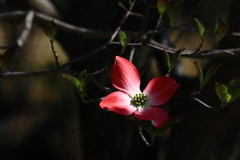 薄紅色