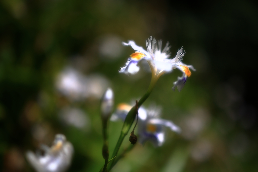 日陰の花