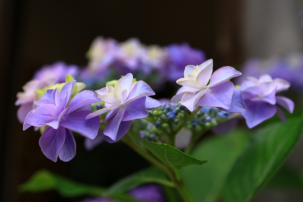 ザ・紫陽花