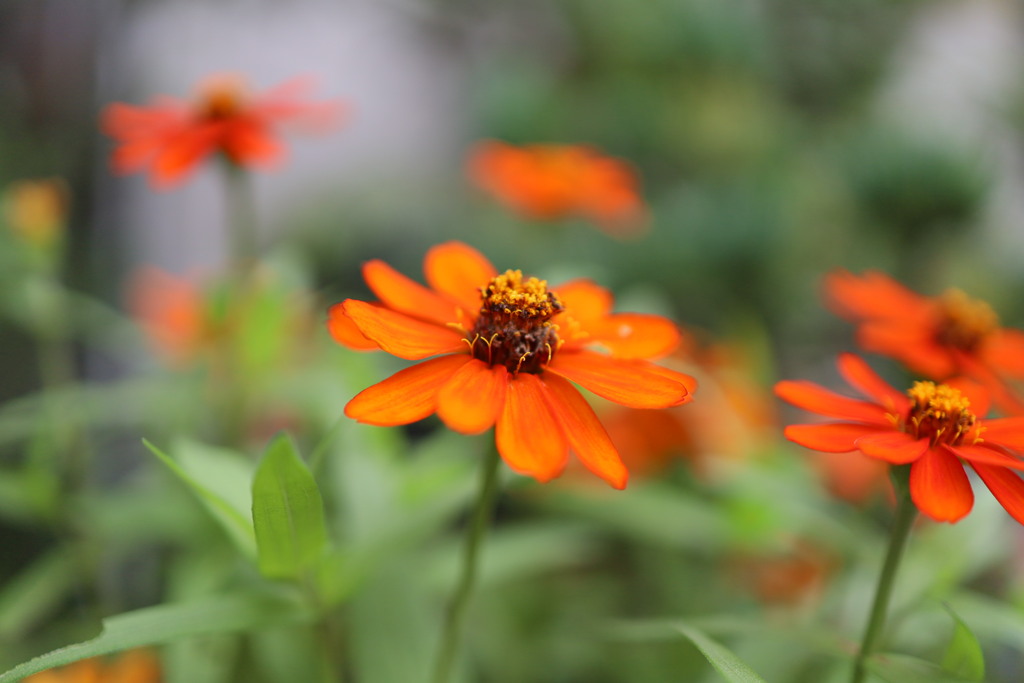 オレンジポットマリーゴールドカレンデュラオクイシナリス