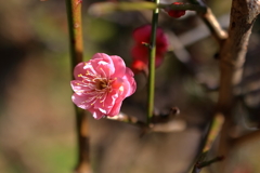 紅梅