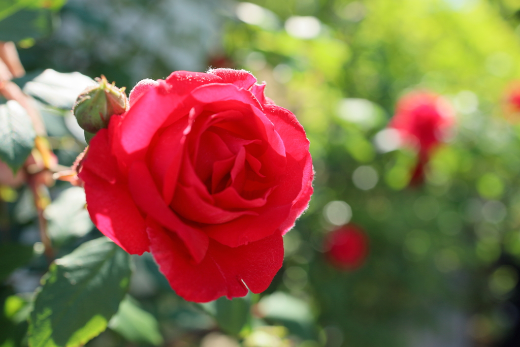 初夏の薔薇
