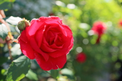 初夏の薔薇