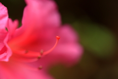 さつき