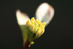 芽吹き
