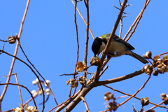 食べれるかな