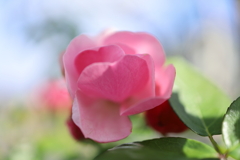 秋の薔薇