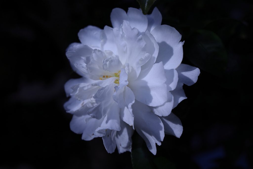 山茶花