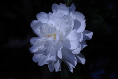 山茶花