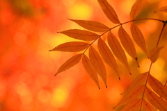 燃える紅葉