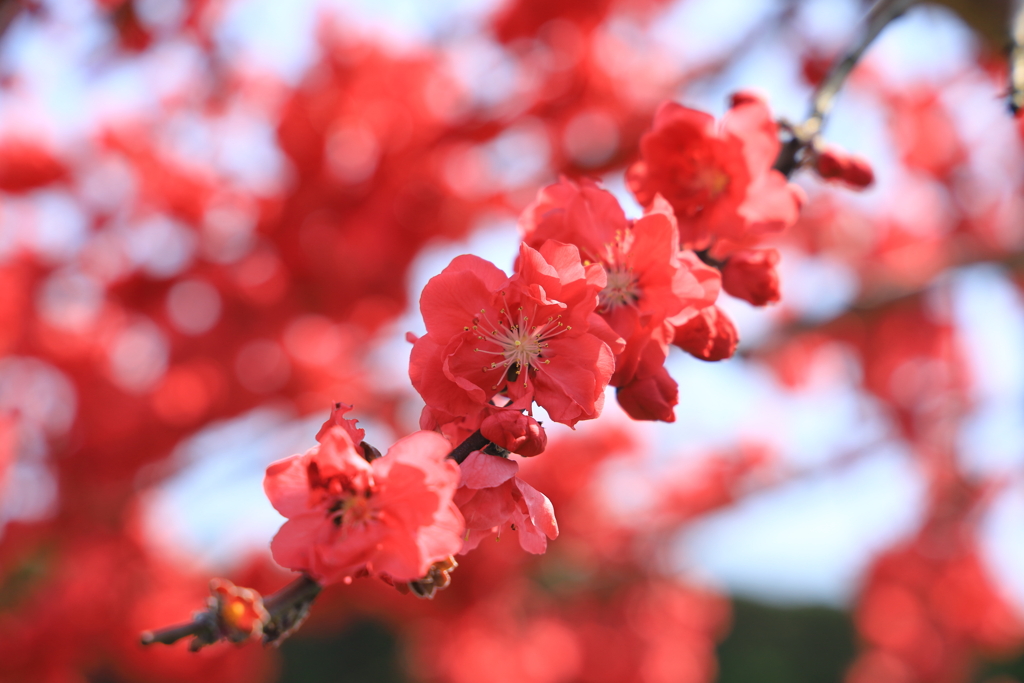 深紅の魅惑