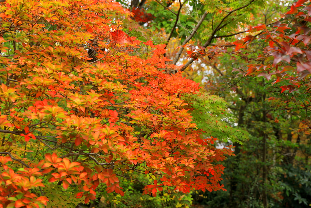 紅葉