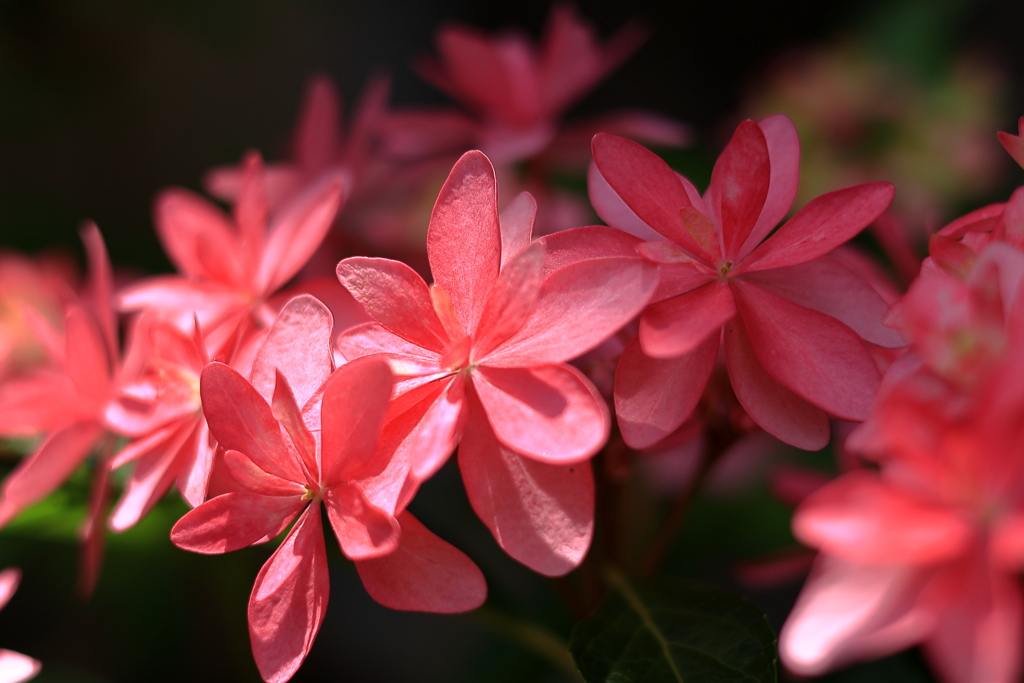 紫陽花