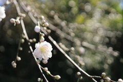 しだれ白梅