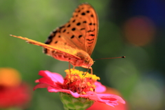 ツマグロヒョウモンチョウ