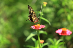 花から花へ