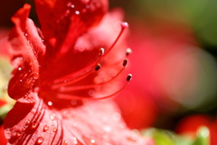 蕊