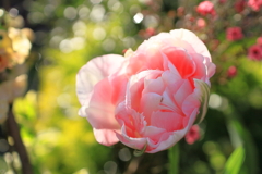 愛の芽生え