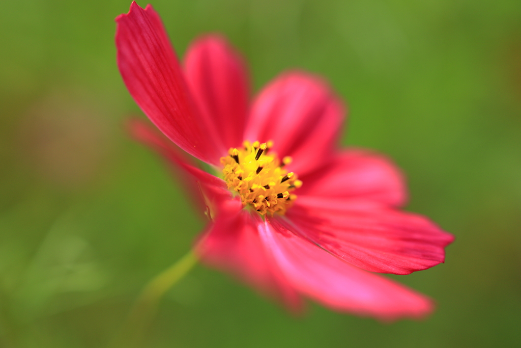秋桜
