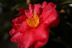 山茶花