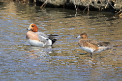ヒドリガモ・雄雌
