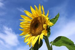 IMG_0630 (2)　ひまわり  9月５日投稿