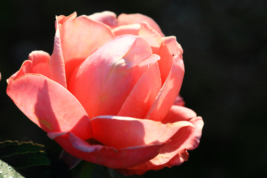 薔薇