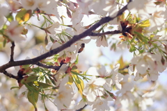 花園