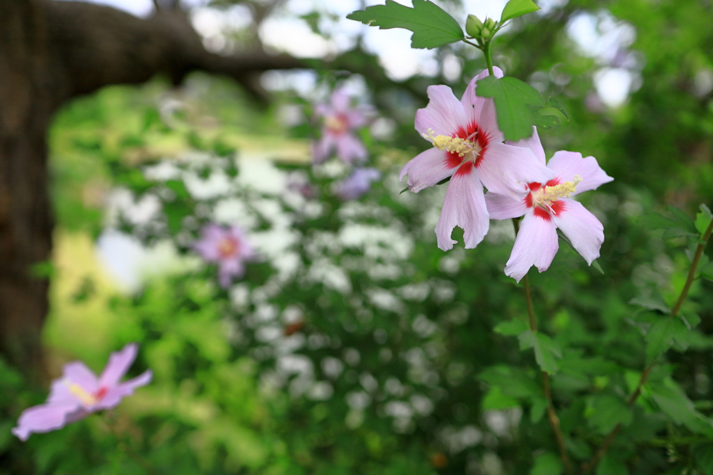お花畑