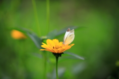 花と蝶