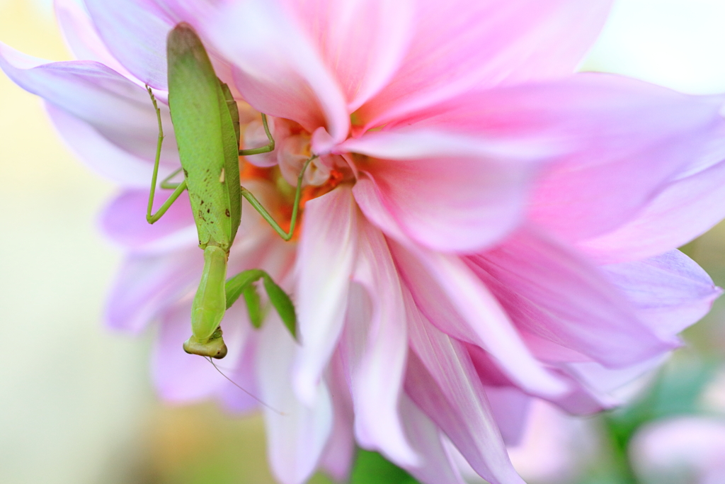 なにしているの