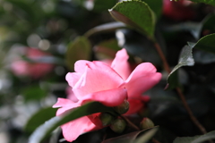 椿