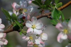 蜜を求めて