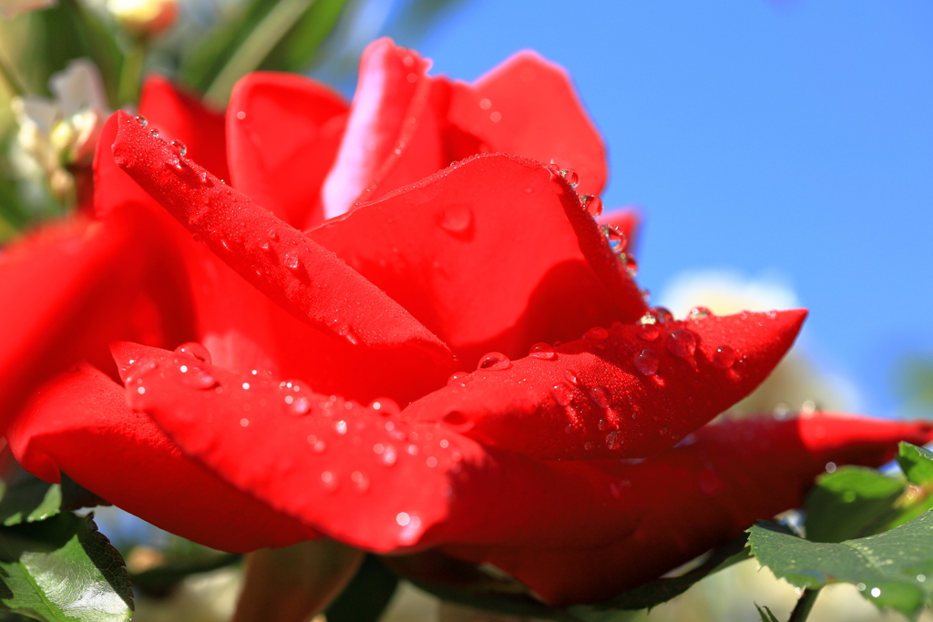 真紅の薔薇